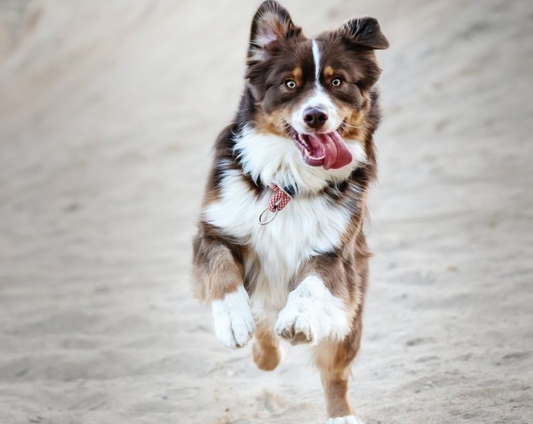 running white, brown, and black dog